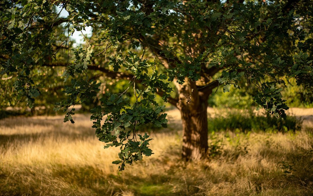 Subsidised tree pack scheme announced for Norfolk